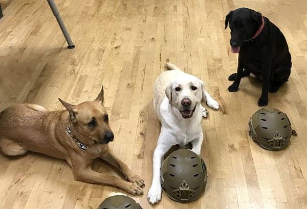 Team Wendy dogs at work.