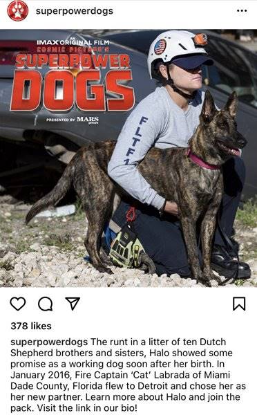Postagem no Instagram do Superpower Dogs