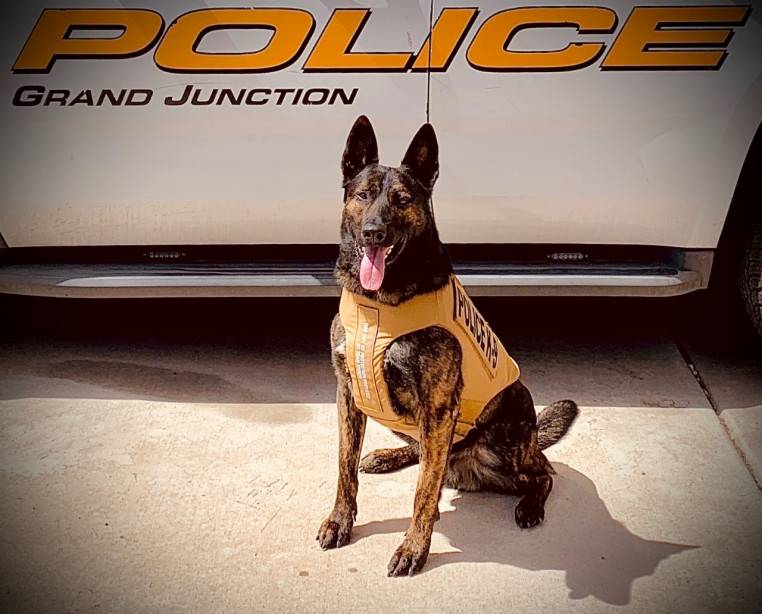 Police dog wearing vest