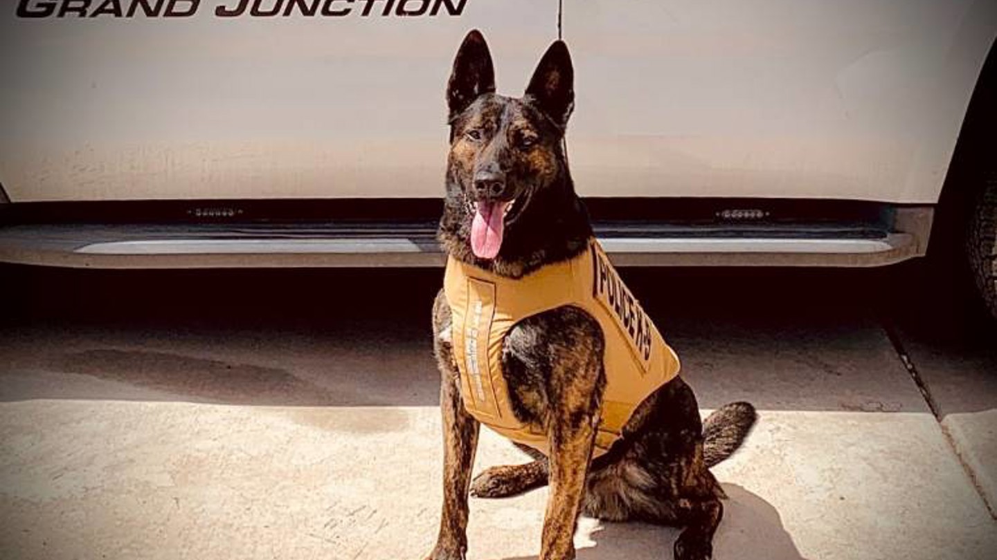 Police dog wearing vest