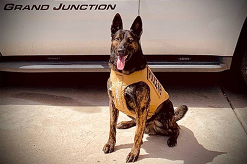Police dog